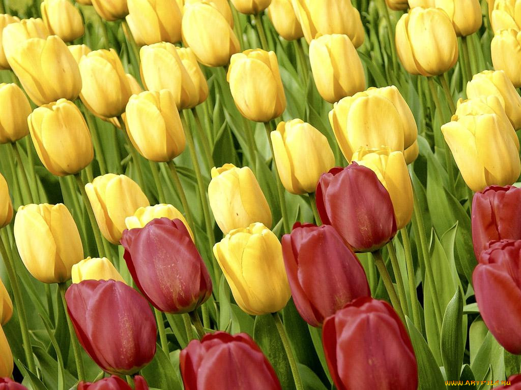 , 